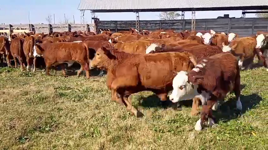 Lote 66 Terneros