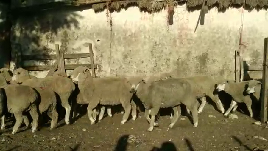 Lote (Vendido)40 Ovejas CORRIEDALE a remate en #29 Pantalla Carmelo 50kg -  en SANTA CATALINA