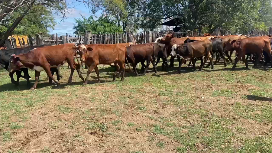 Lote 100 Terneras en Ituzaingó, Corrientes