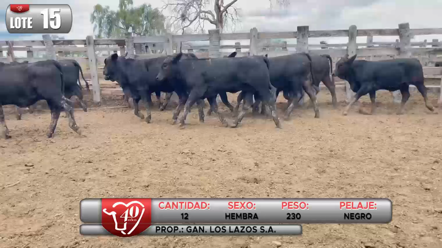 Lote LOTE 15