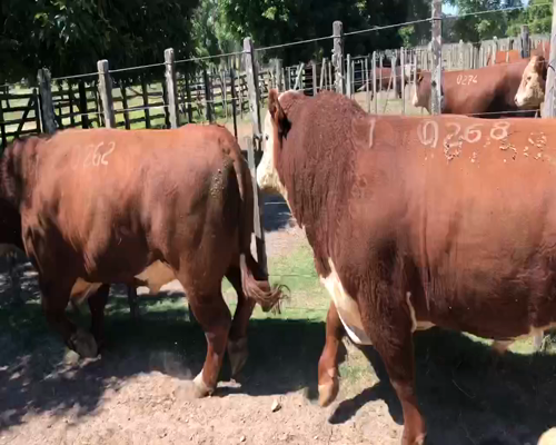 Lote 2 Toros en Cerro Largo, Cerro Largo