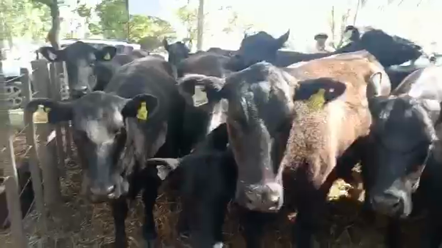 Lote "Corral 13 Vacas Angus PC 2da Par. ""Est. El Rosario"""