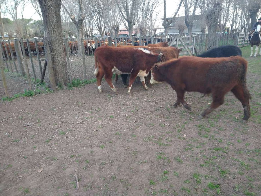 Lote 8 Novillitos en Gral. Lamadrid, Buenos Aires