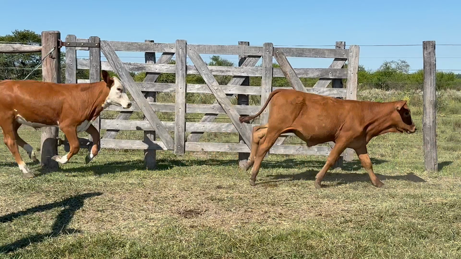 Lote 110 Terneros en Corrientes, Sauce