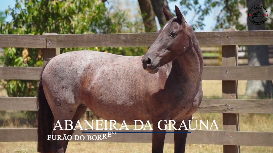 Lote Abaneira Da Graúna