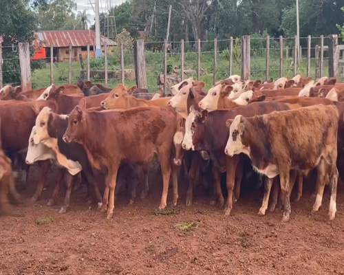 Lote 210 Terneros en Ituzaingó, Corrientes