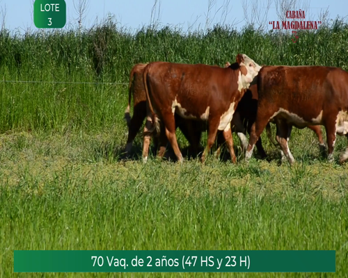 Lote 23 VAQUILLONAS GENERALES 2 AÑOS H