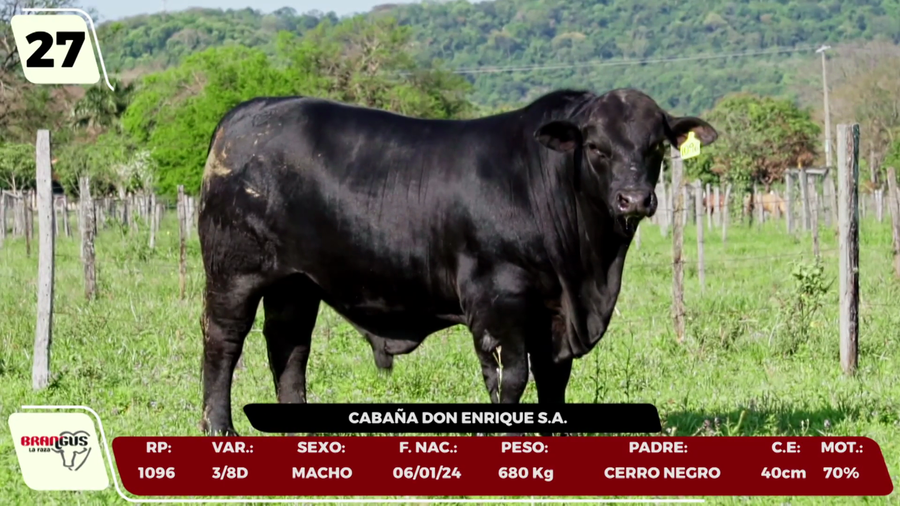 Lote LOTE 27 - CAMPO