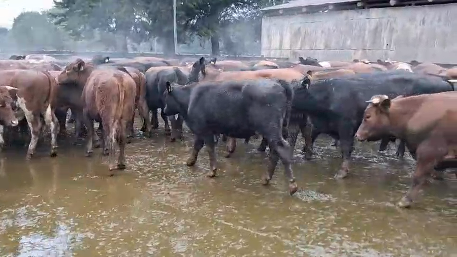 Lote 50 Novillo Engorda en Máfil, XIV Región Los Ríos