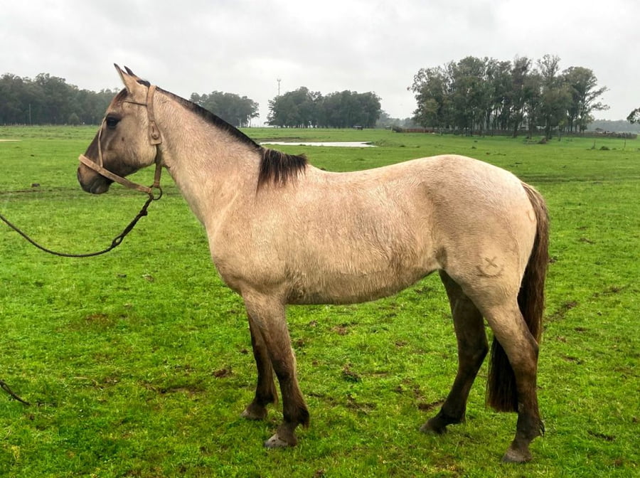 Lote Flechilla del Paraíso (RP 129) - Cabaña El Paraíso
