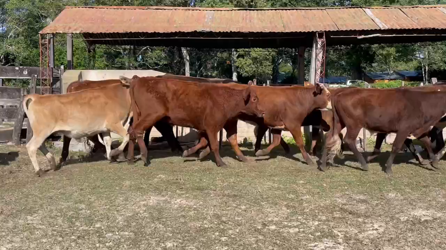 Lote 75 Novillitos en Ituzaingó, Corrientes