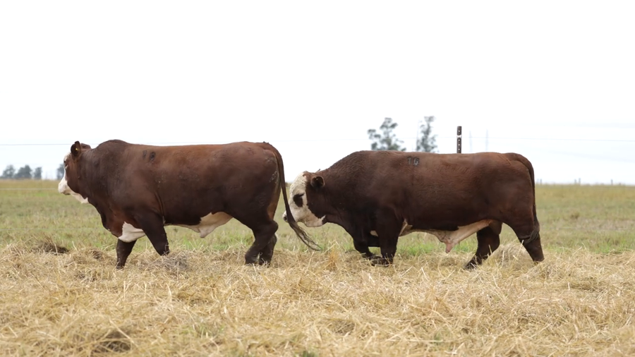 Lote Toros