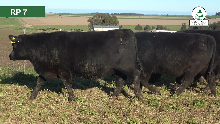 Lote 10 Vaquillonas preñadas ANGUS a remate en 40º Remate Anual - Cabaña Los Pinos en Balcarce