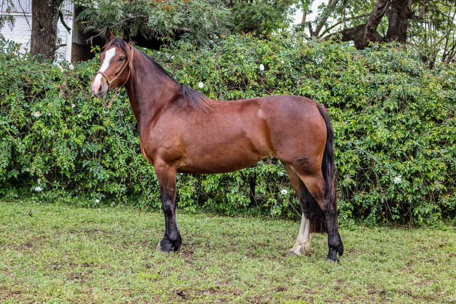 Lote RP 3491 - COÉ JARDINERA