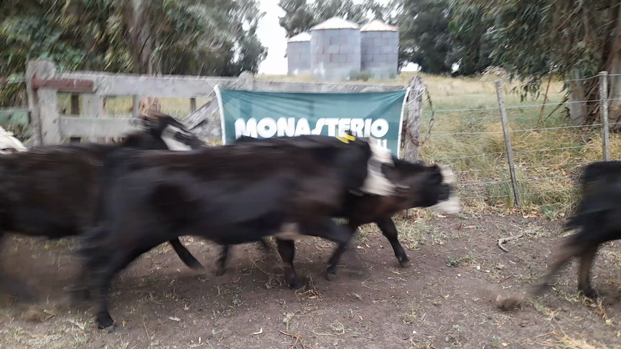 Lote 118 Terneros/as en San Cayetano