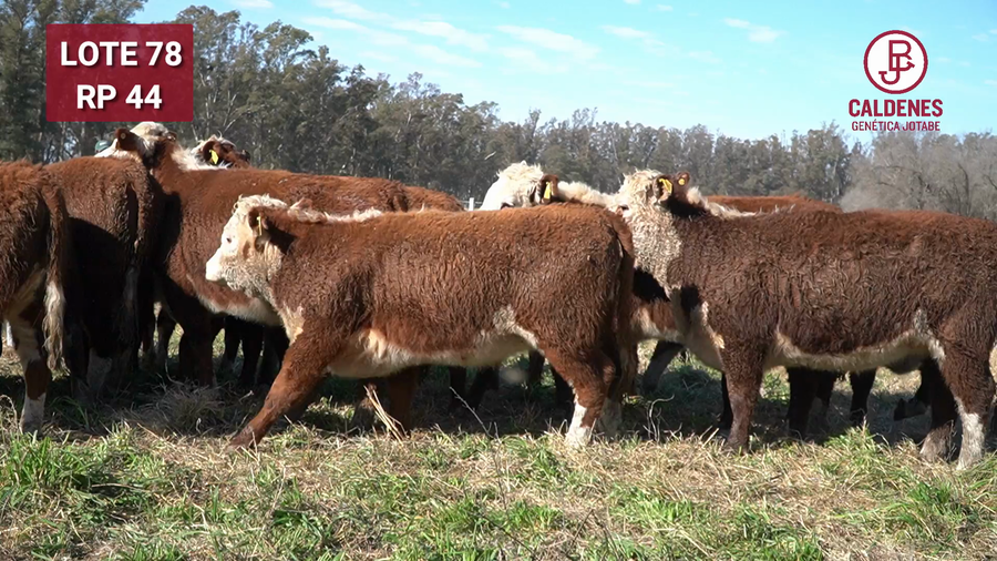 Lote Vaquillonas PR Preñadas Parición Otoño (INSEMINACION ARTIFICIAL)