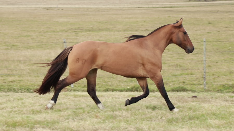 Lote REDOMONA Milica 20