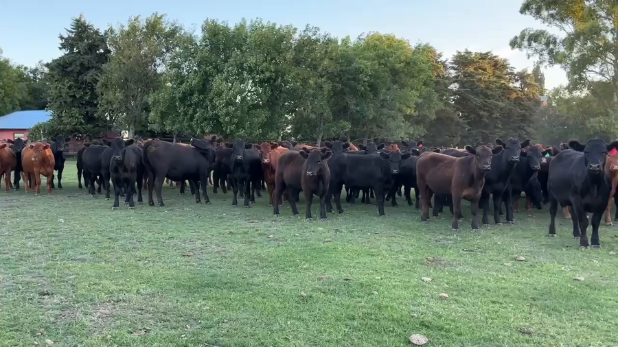 Lote 50 Vaquillonas preñadas