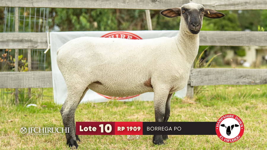 Lote LOTE 10