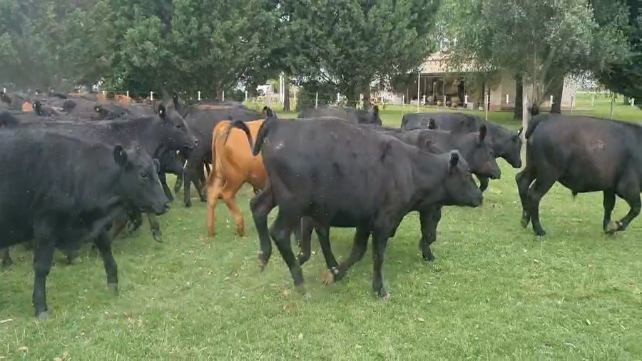 Lote 158 Novillitos en Cañuelas, Buenos Aires