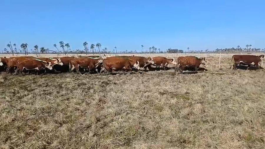Lote 66 Vacas preñadas 62 HE,  4 HE X RA a remate en 5º Remate Pantalla Bachino 485kg -  en ARROYITOS, CAMINO VECINAL A 4KM DE R19 A 33KM DE CHUY Y 54KM DE LASCANO