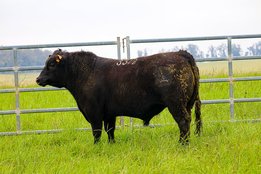 Lote ABERDEEN ANGUS SA - Angus NEGROS