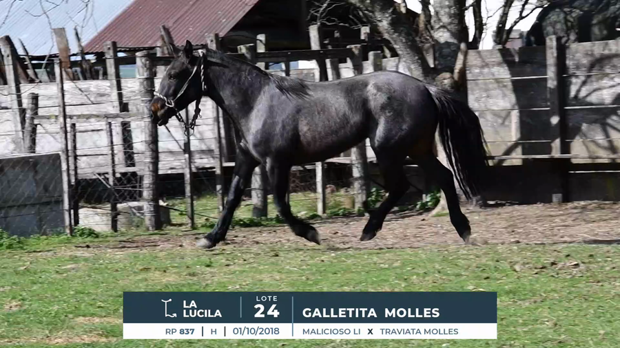 Lote GALLETITA MOLLES