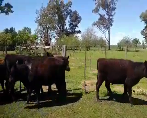 Lote 12 Terneros/as en Pirovano, Buenos Aires
