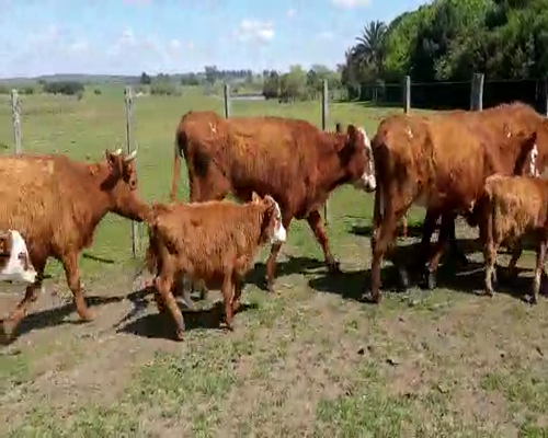 Lote 18 Ovejas piezas de cría a remate en Feria por pantalla, San José