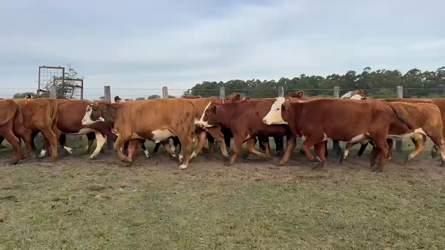 Lote 33 Vaquillonas