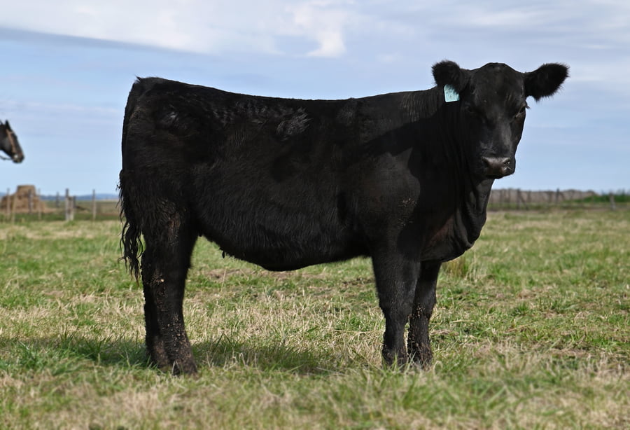 Lote TERNERAS PEDIGREE