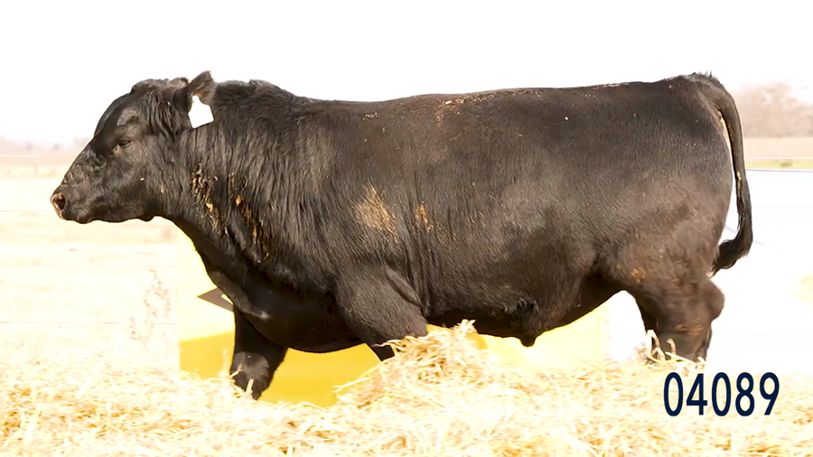 Lote Toro