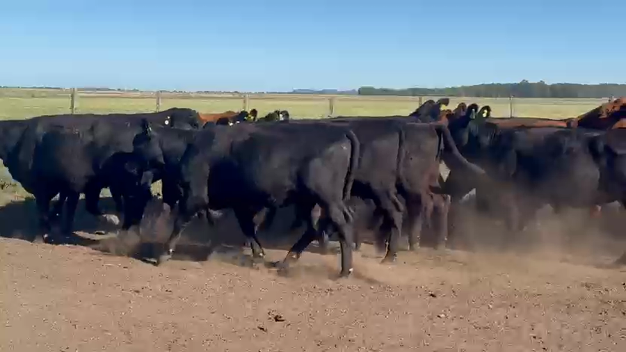 Lote 44 Vaquillonas en Buenos Aires, Gral. Belgrano