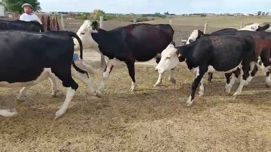 Lote 11 Vaquillonas  Hereford y Cruza a remate en Pantalla Camy - Liquidación de Estancia en Carreta Quedada