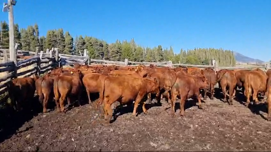 Lote 53 Novillo Engorda en Coyhaique, XI Región Aysén