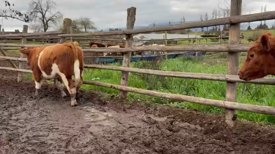 Lote 50 Ternero en Melipilla, Región Metropolitana