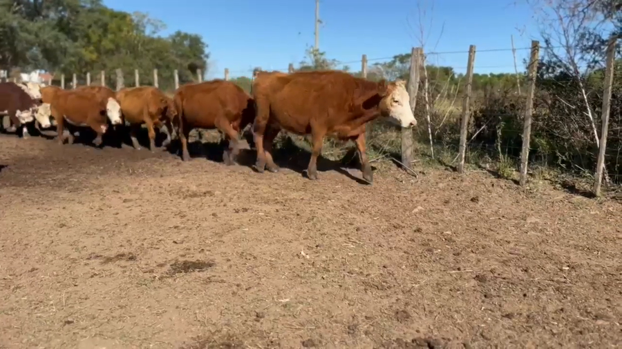 Lote Estancia Los Molles - Escritorio Dutra