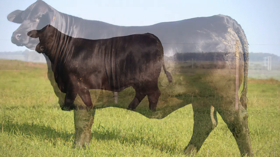 Lote MACEDO L S FRANCESCO 224 GLADIADOR 75 TE