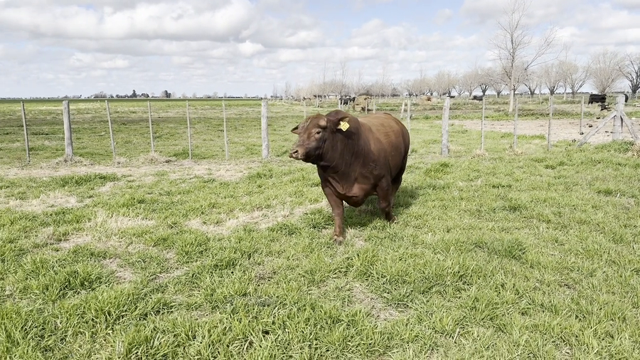 Lote Toro Cabaña "Don Pedro"