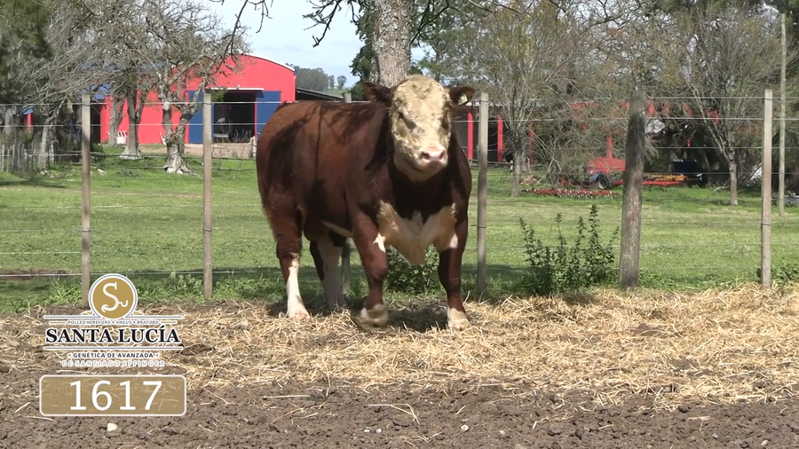 Lote Polled Hereford