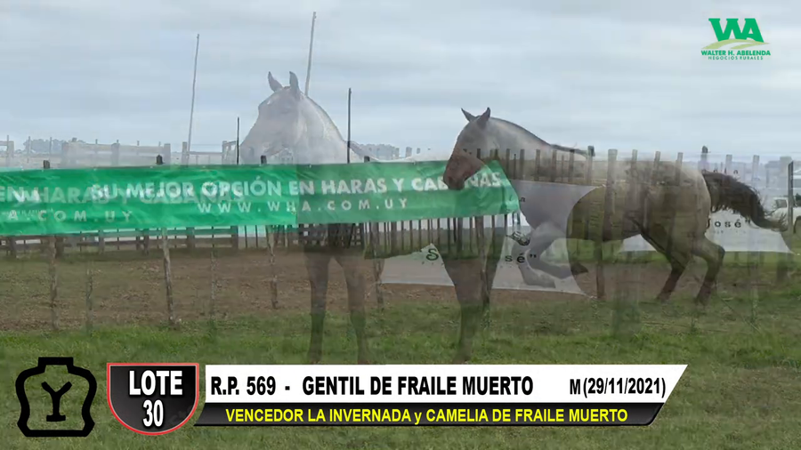 Lote GENTIL DE FRAILE MUERTO