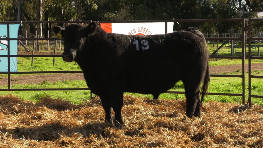 Lote TOROS ANGUS NEGROS PC