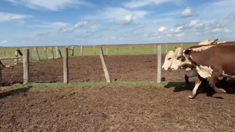 Lote 25 Vacas nuevas C/ gtia de preñez en Corrientes, Tapebicuá