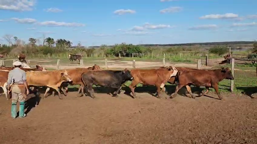 Lote 50 Vacas CUT preñadas