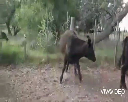 Lote 61 Terneros/as en Coronel Pringles, Buenos Aires