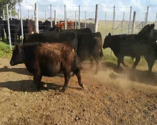 Lote 25 Terneros en Rauch, Buenos Aires