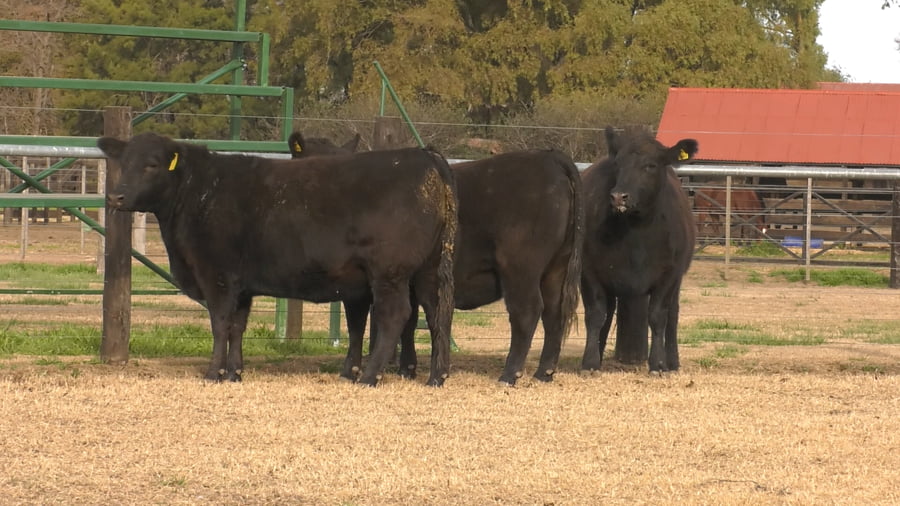Lote VAQ. ANGUS PC NEGRAS PREÑADAS PARICION PRIMAVERA