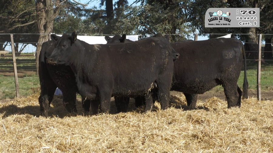 Lote VAQUILLONAS GENERALES PARICION PRIMAVERA