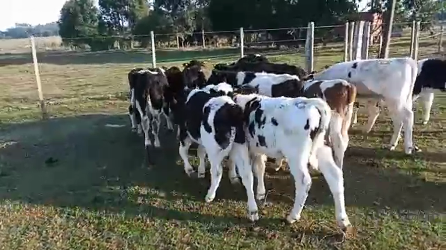 Lote (Vendido)14 Terneros y Terneras a remate en Pantalla Camy Mayo - Desde La Cuenca 100kg - , San José