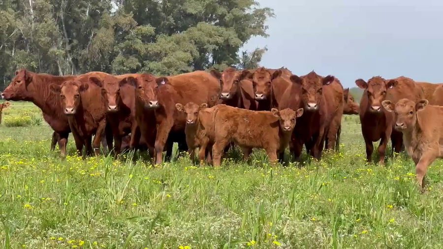 Lote 12 Vaquillonas C/ cria